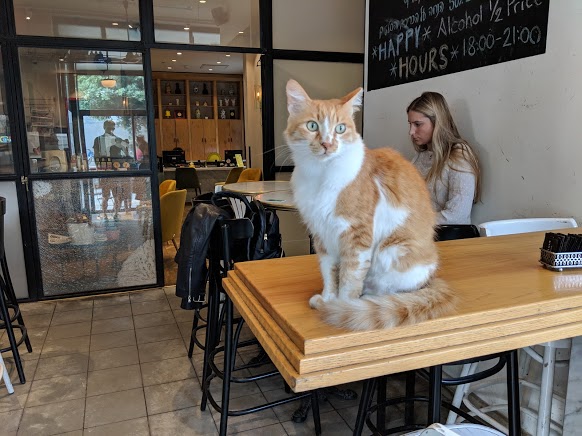 There are so many gorgeous, stray cats in Tel Aviv and Israel!