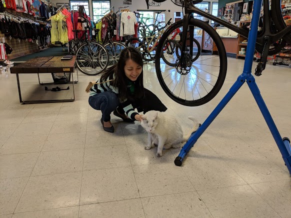 Spoke Folk Cyclery's cat