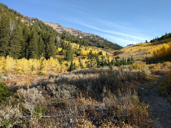 Looking up the trail. The colors on the Aspen turned the valley into a sea of gold.